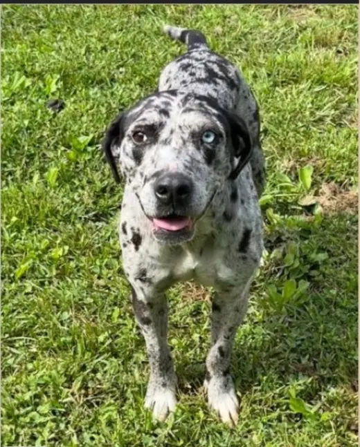 Maggie the Marvel -  GRAY/BLACK Catahoula JEWEL!