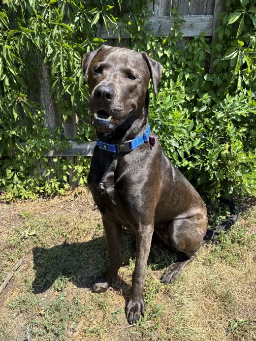Beau