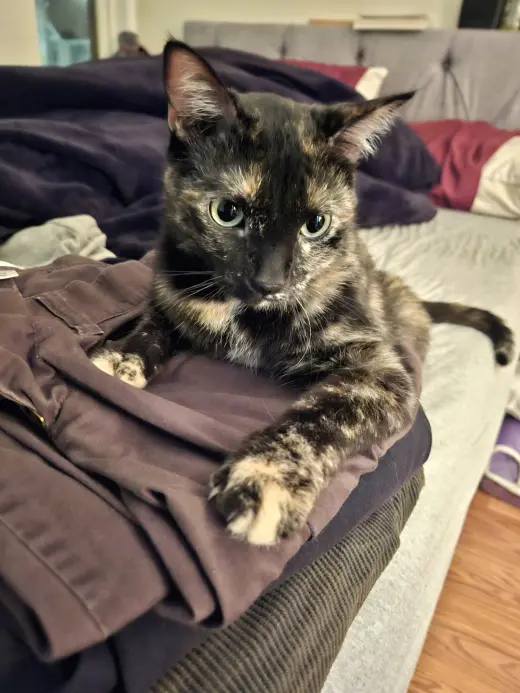 Cosmo