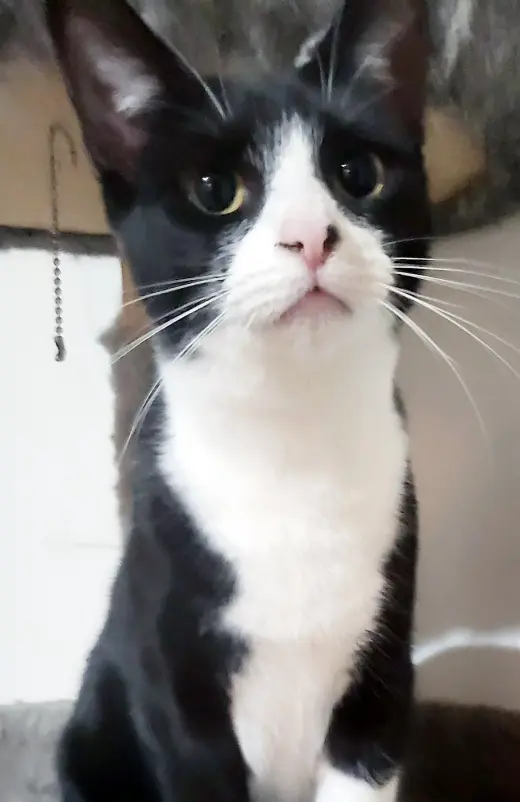 Jolene