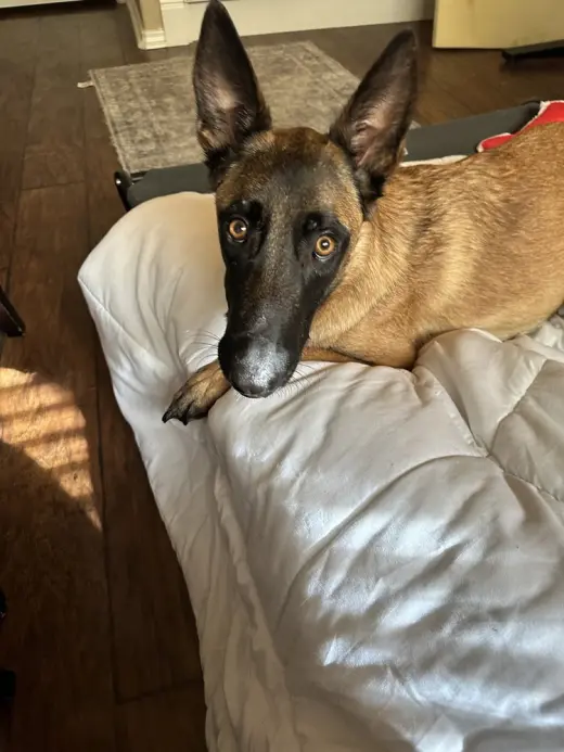 Phoebe - Located in TX