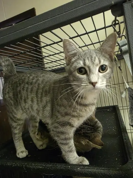 Nadya
