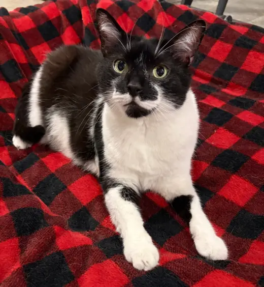 Mr. Kiki - Adoption Fee Sponsored!