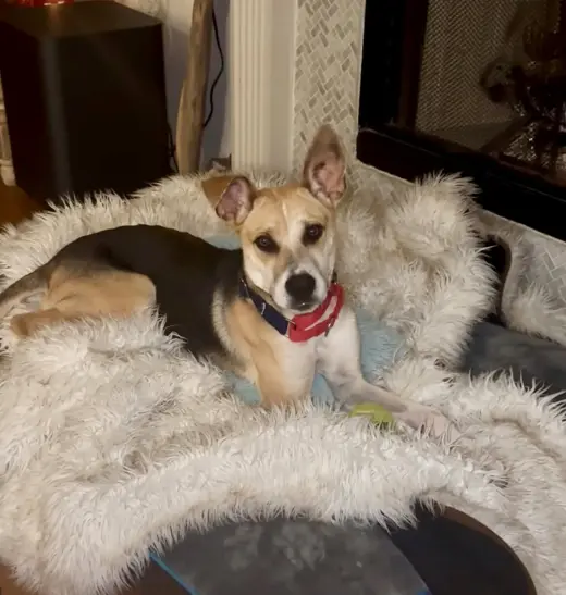 Maverick