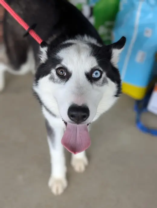 Ginger (Husky)