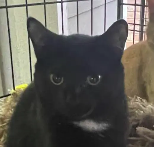 Tux