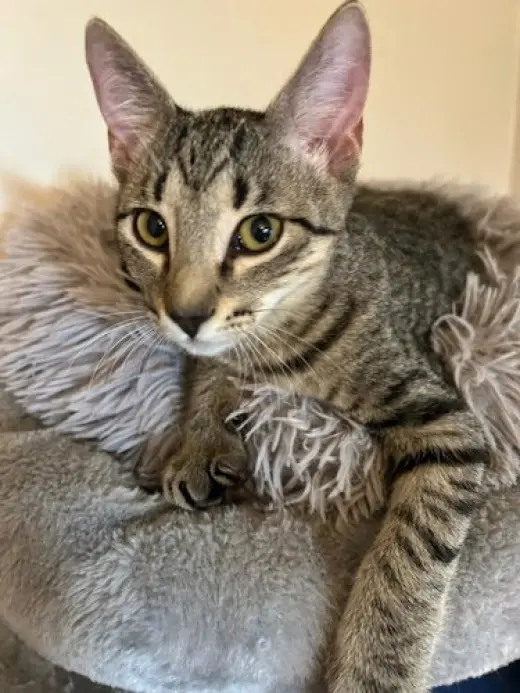 Mimi - Petsmart Plantation Foster Home