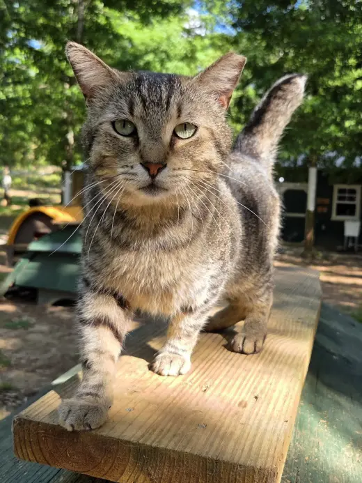 Stub Tail