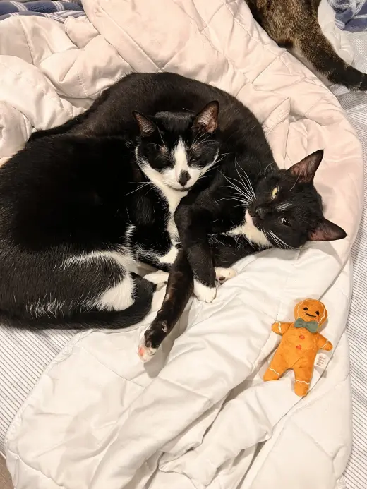 zz "Capone and Auggie" courtesy listing