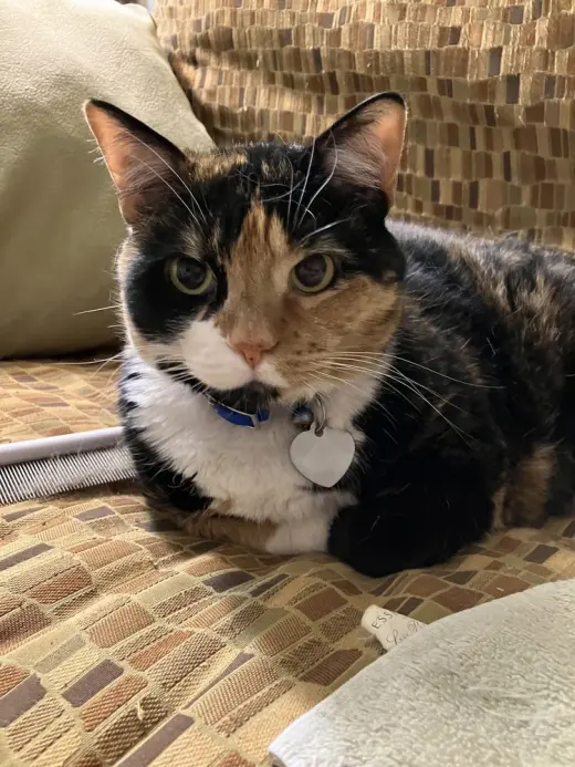 Patches