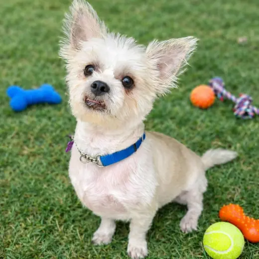 Yoda