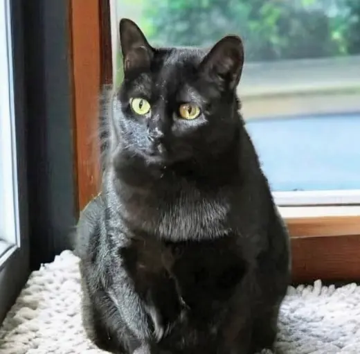 Missy