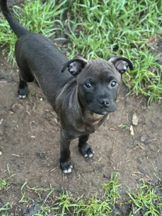 Aggie