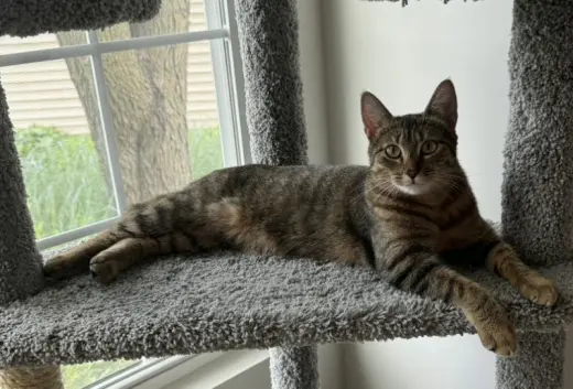 Nala