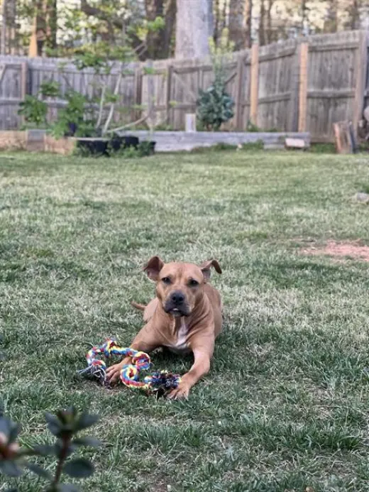 HAZEL