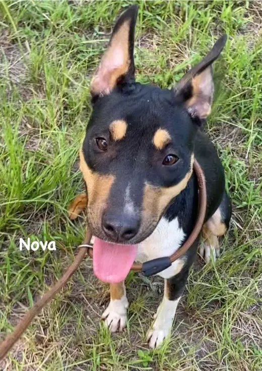 Nova