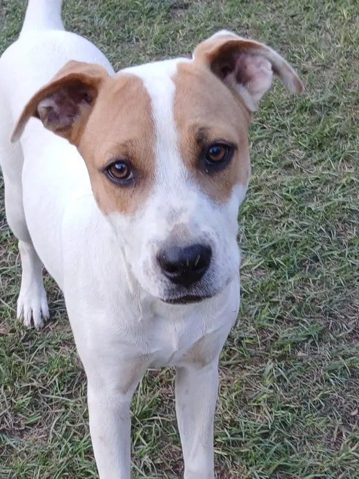 Cheyenne