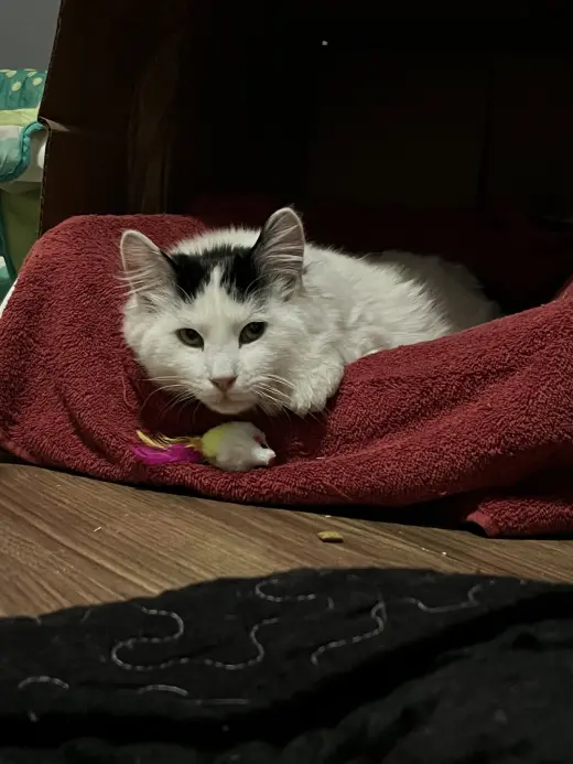 Buck Fluffington