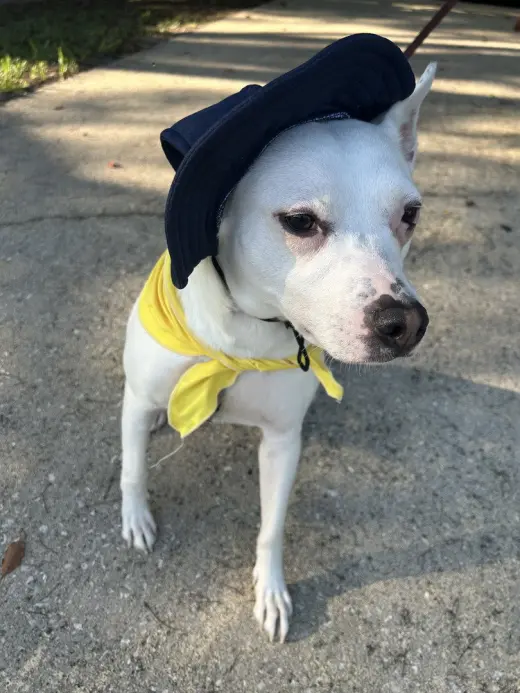 Louie