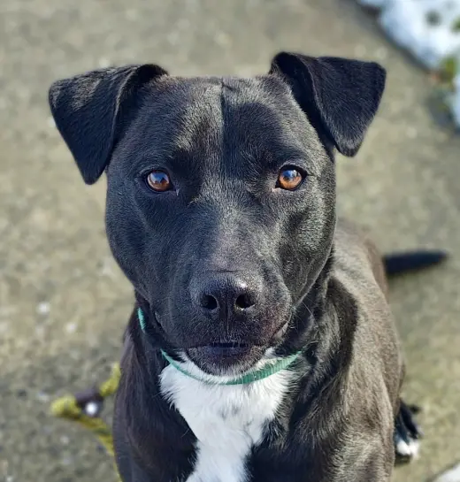 Marley