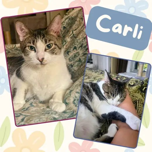 Carlie