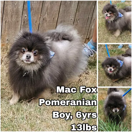 Mac Fox
