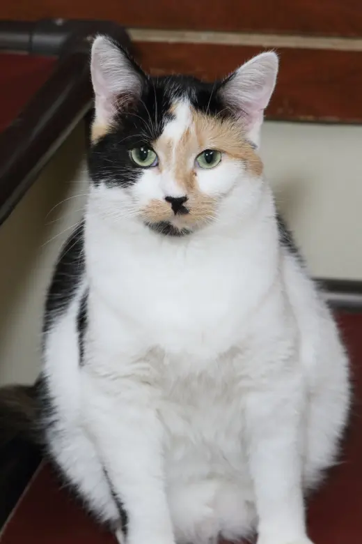 Taz