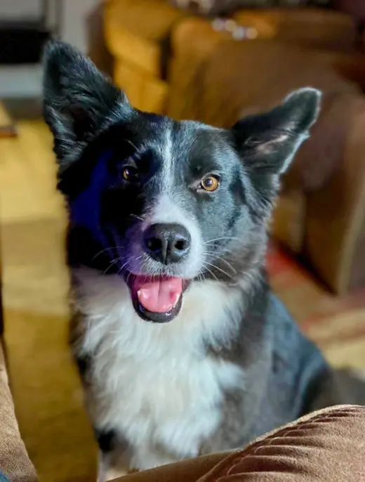 Bonnie