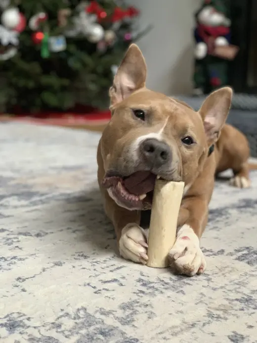 Meatball