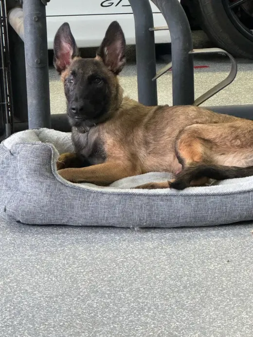 Mateo