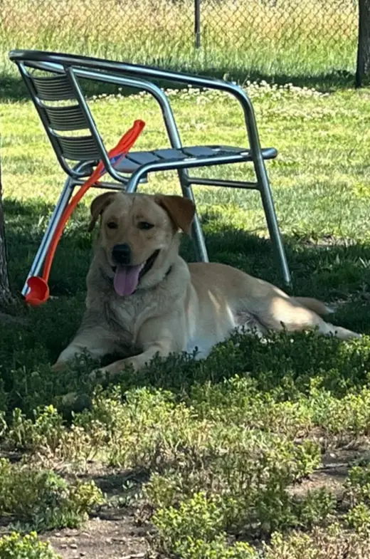 Biscuit