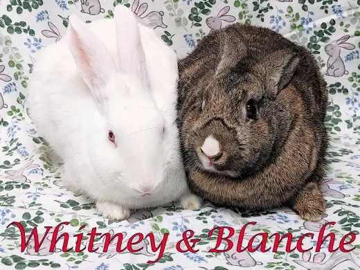 Whitney (bonded to Blanche)