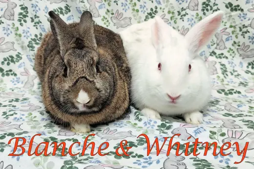 Blanche (bonded to Whitney)