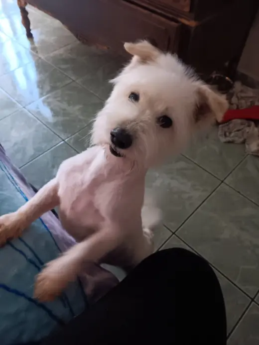 Georgie