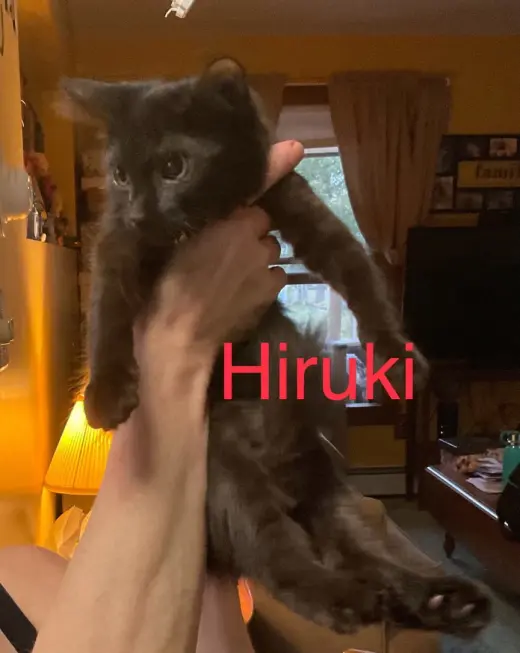 Hiruki