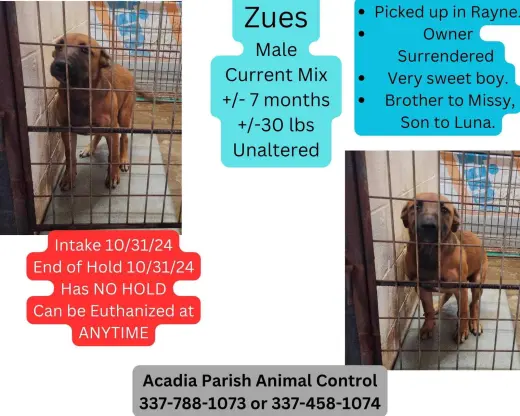 Zeus