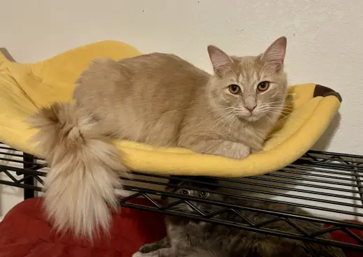Milo