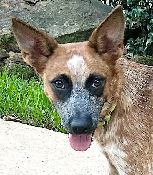 BAM BAM (red heeler)