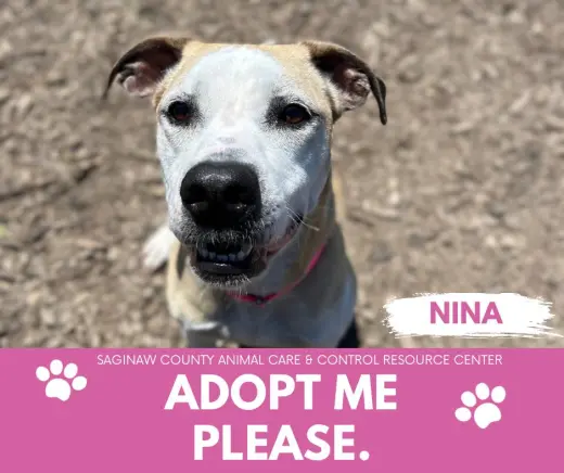 NINA