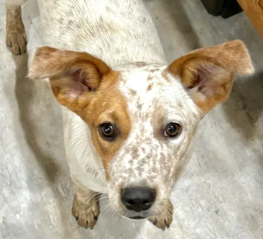 Lila
