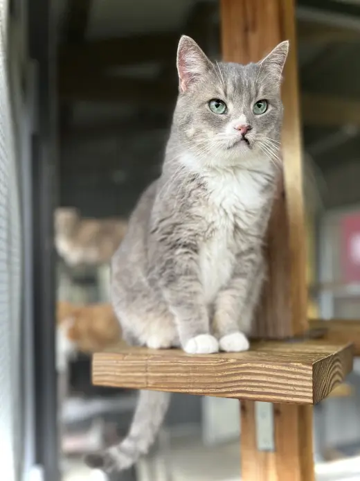 Vera