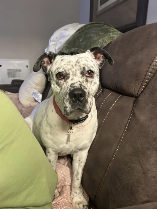 Pointer Poppy