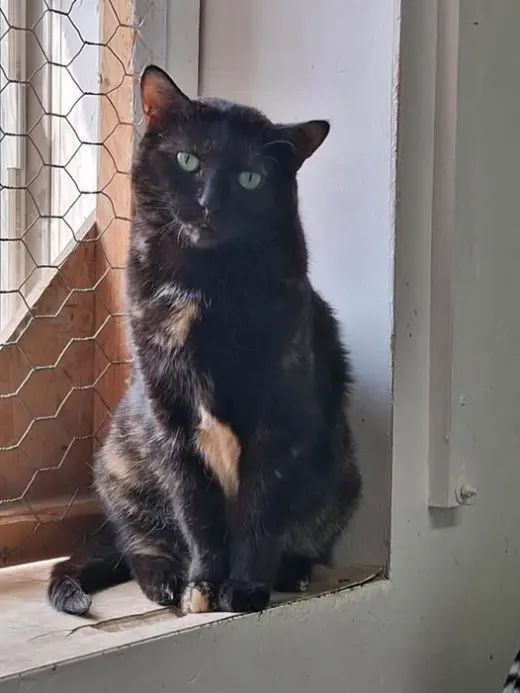 Cadbury