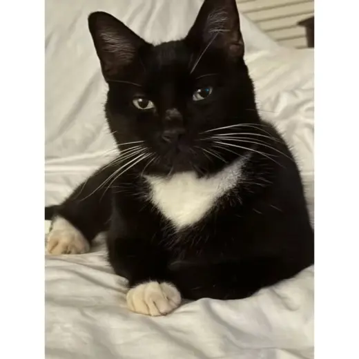 Oreo