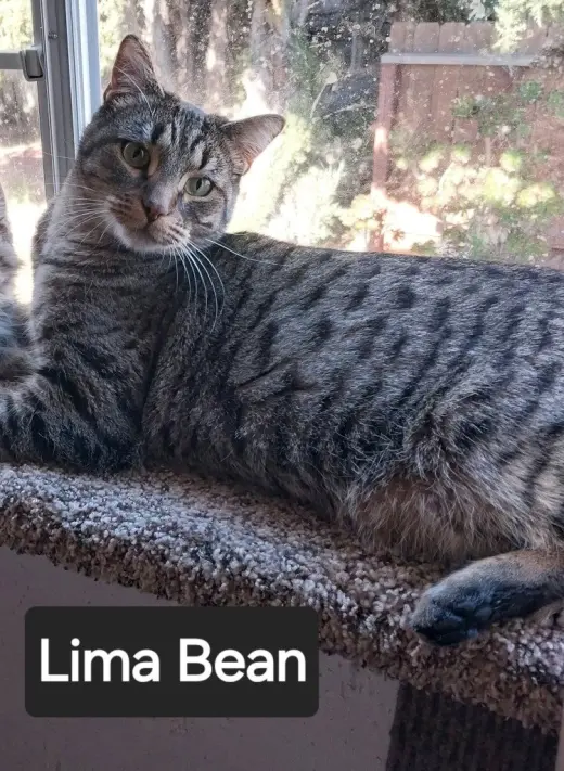 Lima Bean