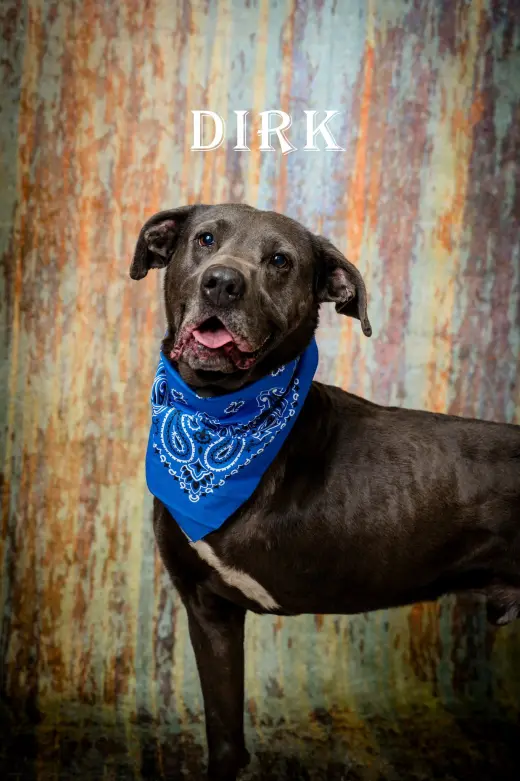 Dirk