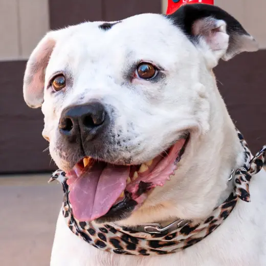 Molly - Adopt Me!