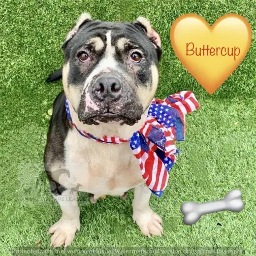 BUTTERCUP