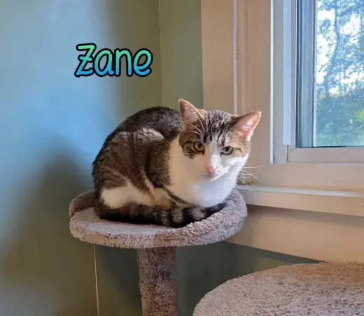 Zane