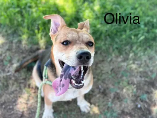 OLIVIA